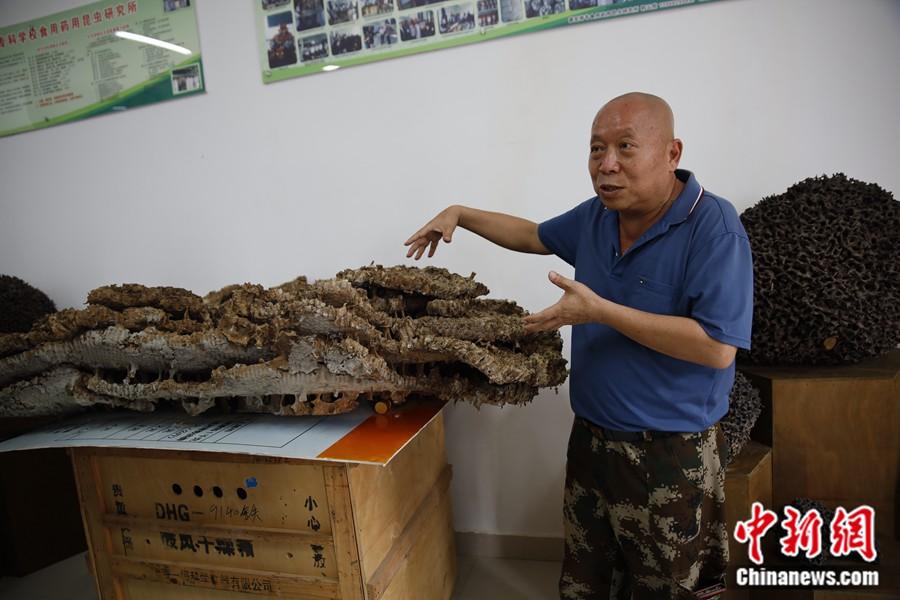 郭云膠教授在介紹胡蜂相關(guān)知識。中新網(wǎng)記者 張旭 攝