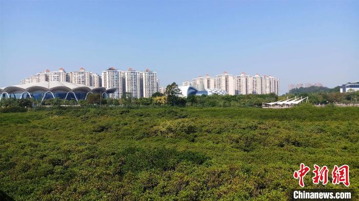 圖為防城港市北部灣海洋文化公園內(nèi)紅樹林郁郁蔥蔥?！●T抒敏 攝