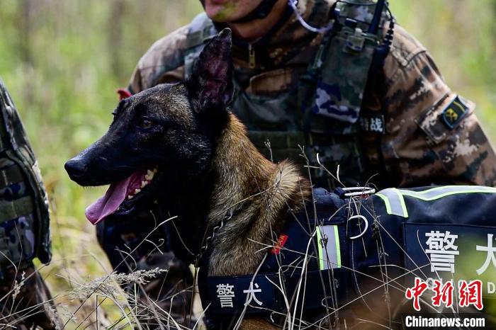 搜索犬協(xié)助行動(dòng)?！⊥粝渤?攝
