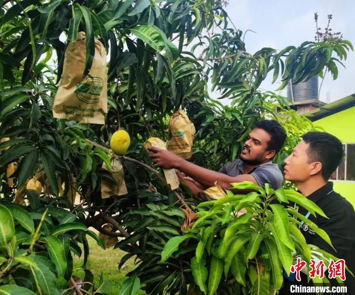 項目組專家在一處芒果生產(chǎn)基地開展田間病蟲害防控指導(dǎo)?！≈兴鼓夏虾献鲗＜医M供圖
