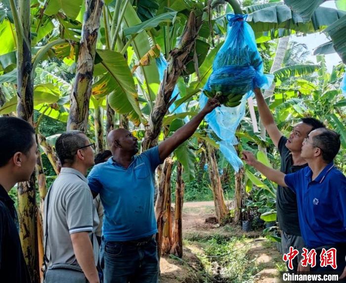 在金融危機國家助農(nóng)是什么體驗？專訪“中國-FAO-斯里蘭卡南南合作”項目團隊隊長
